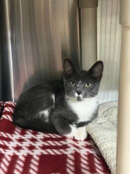 Monsoon -  Domestic Short Hair Cat for Adoption in Chico, California - Monsoon | PetCurious