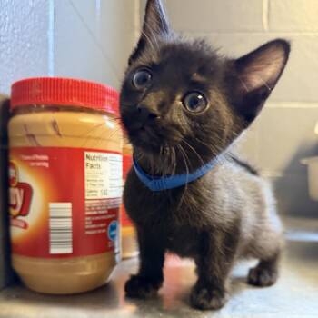Domestic Short Hair Cats Available for Adoption in Tuscaloosa, Alabama - Sun | PetCurious