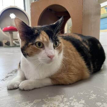 Mimi -  Domestic Short Hair Cat for Adoption in Laredo, Texas - Mimi | PetCurious