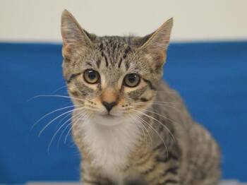 Salsa -  Domestic Short Hair Cat for Adoption in Portland, Oregon - Salsa | PetCurious