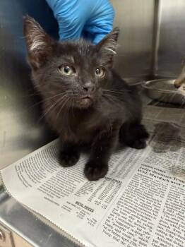 glimmer -  Domestic Short Hair Cat for Adoption in Belton, Texas - Glimmer | PetCurious