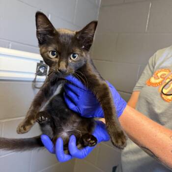 TUSC-Stray-84837 -  Domestic Short Hair Cat for Adoption in Tuscaloosa, Alabama - TUSC-Stray-84837 | PetCurious