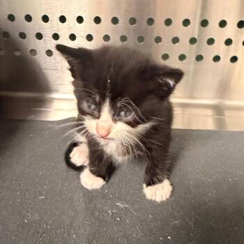 Dink -  Domestic Short Hair Cat for Adoption in Indianapolis, Indiana - Dink | PetCurious