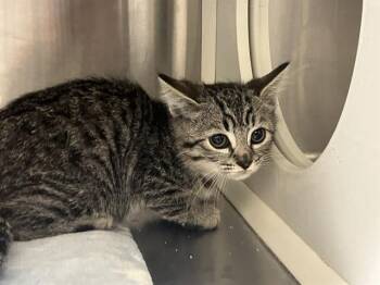 Rescue Domestic Short Hair Cats for Adoption in Tustin, California - ZOEY | PetCurious