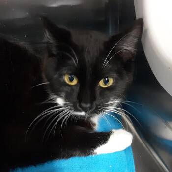 Domestic Short Hair Cats Available for Adoption in Spokane, Washington - Witch | PetCurious