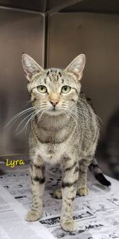 Lyra -  Domestic Short Hair Cat for Adoption in Marion, Mississippi - Lyra | PetCurious