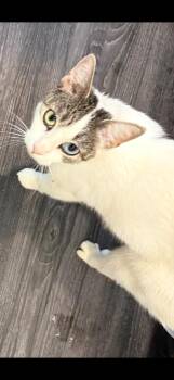 Sophia -  Domestic Short Hair Cat for Adoption in Temple, Pennsylvania - Sophia | PetCurious