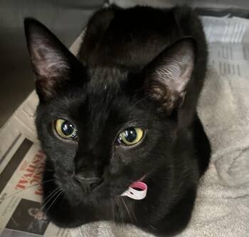 Juliet -  Domestic Short Hair Cat for Adoption in Parma, Ohio - Juliet | PetCurious