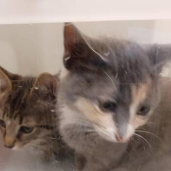 06/22/2026-Stray-29thAvenue-2 -  Domestic Short Hair Cat for Adoption in Columbus, Georgia - 06/22/2026-Stray-29thAvenue-2 | PetCurious