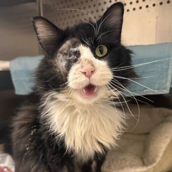 Domestic Long Hair Cats Available for Adoption in Reno, Nevada - Misisu | PetCurious
