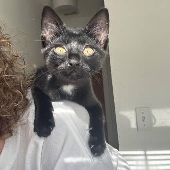 Earl -  Domestic Short Hair Cat Available for Adoption in MS STATE UNIV, Mississippi - Earl | PetCurious