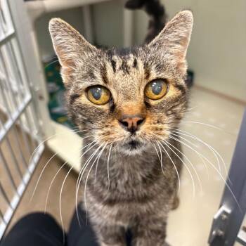 Gretchen -  Domestic Short Hair Cat for Adoption in Keizer, Oregon - Gretchen | PetCurious