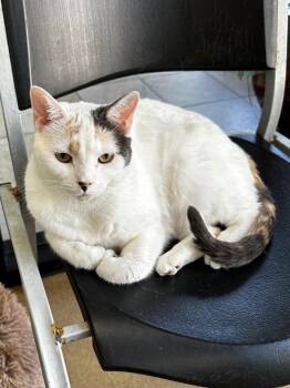 Calico Cats Available for Adoption in Lake Dallas, Texas - Blanch | PetCurious