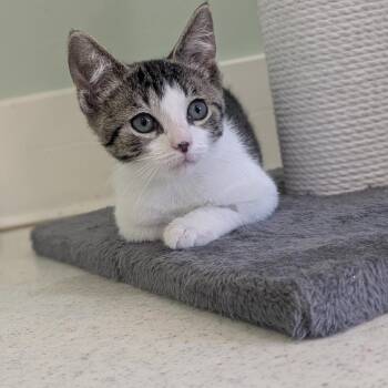 Cyrus -  Domestic Short Hair Cat for Adoption in Fenton, Michigan - Cyrus | PetCurious