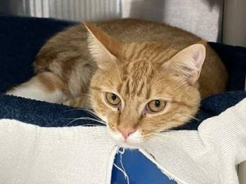Domestic Short Hair Cats Available for Adoption in Venice, Florida - Marigold | PetCurious