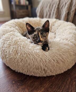 Cici and Darcey -  Bombay and Tortoiseshell Cat for Adoption in Walnut Creek, California - Cici And Darcey | PetCurious