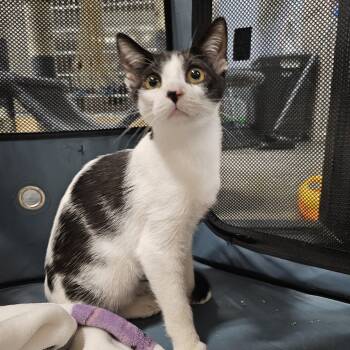 Concrete -  Domestic Short Hair Cat for Adoption in Richmond, Virginia - Concrete | PetCurious