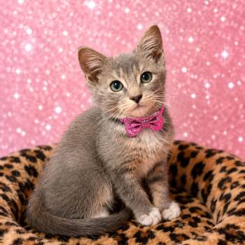 Thallium -  Domestic Short Hair Cat for Adoption in Binghamton, New York - Thallium | PetCurious