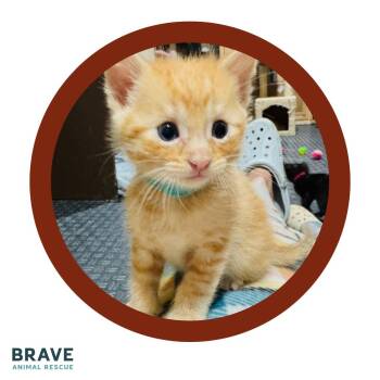 Bee -  Domestic Short Hair Cat Available for Adoption in Lincoln, Nebraska - Bee | PetCurious