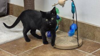 Dolly -  Domestic Short Hair Cat for Adoption in South Bend, Indiana - Dolly | PetCurious