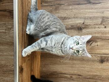 Domestic Short Hair Cats Available for Adoption - Flip Flop | PetCurious
