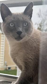 Sam -  Siamese Cat for Adoption - Sam | PetCurious