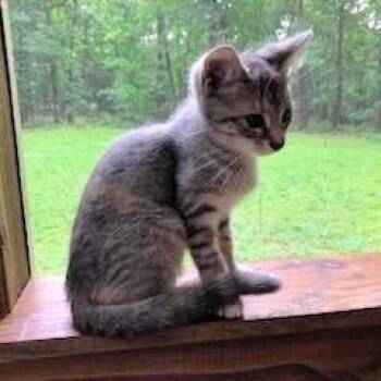 Mighty -  Domestic Short Hair Cat for Adoption in Brownsboro, Alabama - Mighty | PetCurious