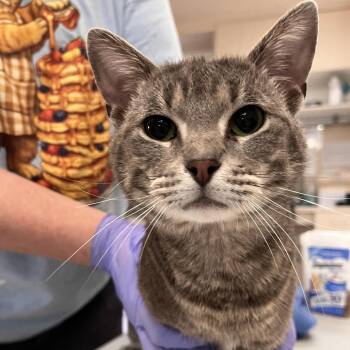 Nix -  Domestic Short Hair Cat for Adoption in Kanab, Utah - Nix | PetCurious