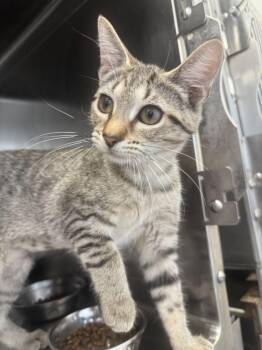 Nillie -  Domestic Short Hair Cat for Adoption in Hilton Head Island, South Carolina - Nillie | PetCurious