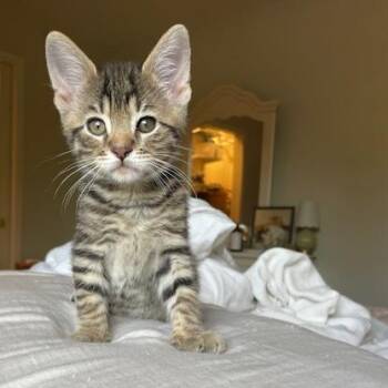 Domestic Short Hair Cats Available for Adoption in Muncie, Indiana - Banneton | PetCurious