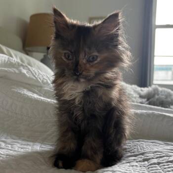 Bella -  Domestic Long Hair Cat for Adoption in Potomac, Maryland - Bella | PetCurious