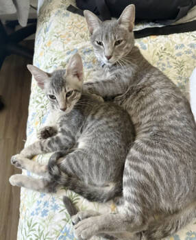 Rescue Domestic Short Hair Cats for Adoption in Encinitas, California - Sadie | PetCurious