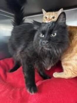 Lucifer * Bonded to Tiger -  Domestic Medium Hair Cat Available for Adoption in Manitowoc, Wisconsin - Lucifer * Bonded To Tiger | PetCurious