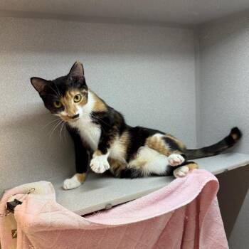 Chloe -  Domestic Short Hair Cat for Adoption in Pittsburgh, Pennsylvania - Chloe | PetCurious