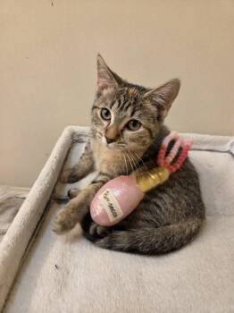 Cheeto - KITTEN in foster -  Domestic Short Hair Cat for Adoption in Alexandria, Virginia - Cheeto - KITTEN In Foster | PetCurious