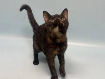 Biscuits n Gravy -  American Shorthair and Domestic Short Hair Cat for Adoption in Golden Valley, Minnesota - Biscuits N Gravy | PetCurious