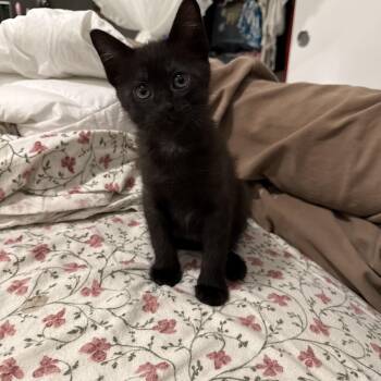 Kit and Carson -  Domestic Short Hair Cat Available for Adoption in Rochester, Washington - Kit And Carson | PetCurious