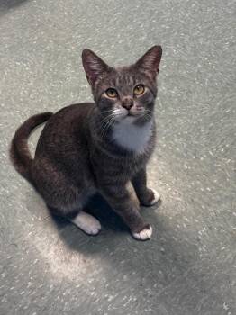 Chester -  Domestic Short Hair Cat for Adoption in Lima, Ohio - Chester | PetCurious