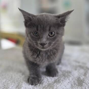 Chairman Meow -  Domestic Short Hair Cat for Adoption in Chapel Hill, North Carolina - Chairman Meow | PetCurious