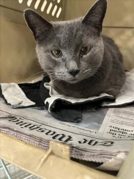 Domestic Short Hair Cats Available for Adoption - TUNE | PetCurious