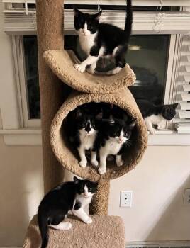 Fire Litter -  Domestic Short Hair Cat for Adoption in Philadelphia, Pennsylvania - Fire Litter | PetCurious