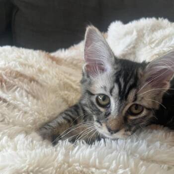 Tigress Hyatt -  Domestic Short Hair Cat for Adoption in Eagle Mountain, Utah - Tigress Hyatt | PetCurious