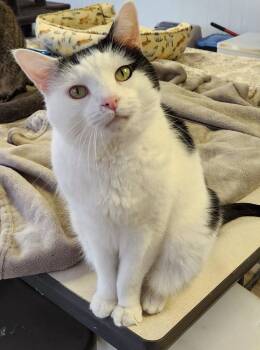 Reggie -  Domestic Medium Hair Cat for Adoption in Greenfield, Indiana - Reggie | PetCurious