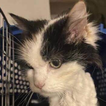 Domestic Long Hair Cats Available for Adoption - Sidney | PetCurious