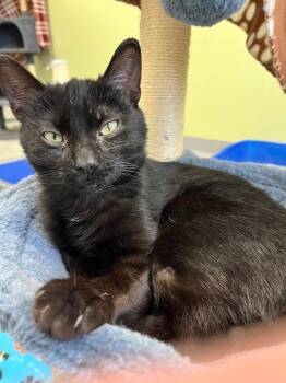 Domestic Short Hair Cats Available for Adoption in Auburn, Indiana - Vanta | PetCurious