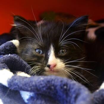 Domestic Short Hair Cats Available for Adoption in Enid, Oklahoma - Rolo | PetCurious