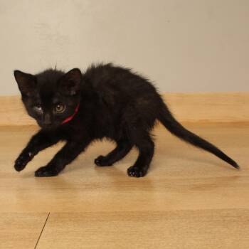 Marigold C70334 -  Domestic Short Hair Cat for Adoption in Minnetonka, Minnesota - Marigold C70334 | PetCurious