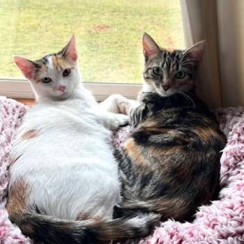 Domestic Short Hair Cats Available for Adoption in Greenfield, Indiana - Quinn- Bonded With Harley | PetCurious