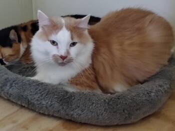 Arizona -  Tabby and Domestic Medium Hair Cat for Adoption in Montour Falls, New York - Arizona | PetCurious