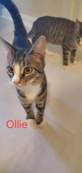 Domestic Short Hair Cats Available for Adoption - Ollie | PetCurious